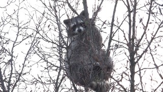 Symbolbild: Ein Waschbär sitzt in einem Baum