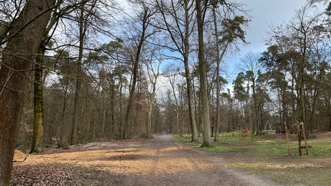 Der Käfertaler Wald am Karlstern in Mannheim