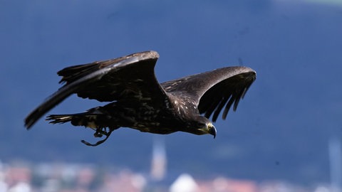 Seeadler Romeo