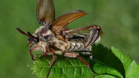 Maikäfer