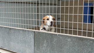 ein Hund hiner Gittern im Tierheim