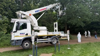 LKW mit Hubsteiger, ein paar Baumpfleger mit Schutzanzügen