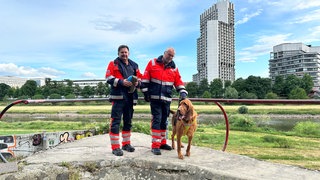 Rettungshunde beim Training in Mannheim