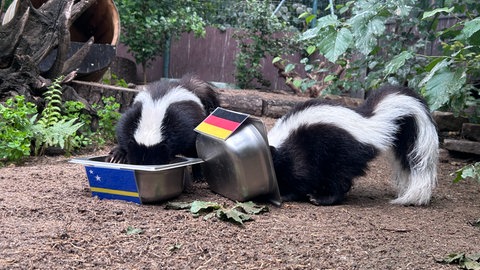 Stinktiere im Zoo Heidelberg