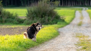 Hund beim Geschäft erledigen