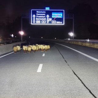 Schafe auf der Autobahn bei Weinheim  