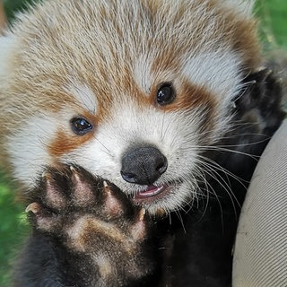 Panda Jungtier im Zoo Heidelberg
