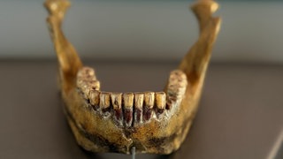 Der Kieferknochen des Homo Heidelbergensis