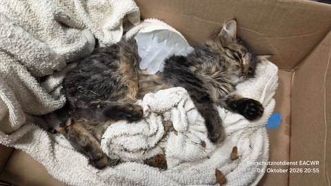 Eine Katze liegt in einem Karton.