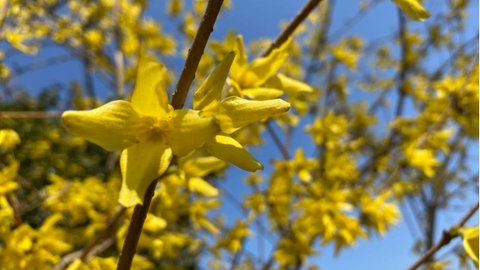 Gelbe Forsythien vor knallblauem Himmel in Stuttgart