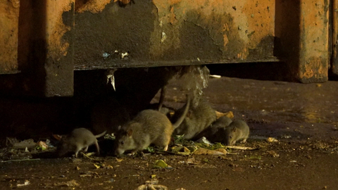 Ratten unter einem Müllcontainer. Auf dem Müllentsorgungsplatz der Klett-Passage in Stuttgart tummeln sich die Ratten.