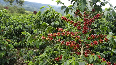 ein Strauch mit Kaffeekirschen