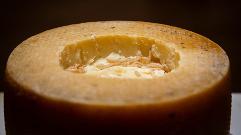 ein sardischer Casu Marzu, Schafskäse mit lebenden Maden