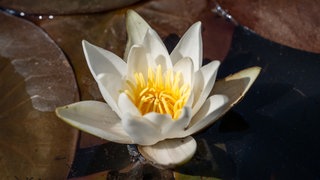 Eine "Glänzende Seerose" mit weißen Blüten. Die Wilhelma in Stuttgart rettet und pflegt seltene Exemplare der Seerose.