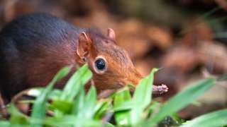 Ein Rotschulter-Rüsselhündchen schaut zwischen Grashalmen hervor.