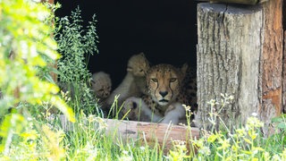 Die Gepardin Niara liegt mit ihren Jungtieren in einem Unterschlupf. Im April hat sie in der Wilhelma in Stuttgart Nachwuchs bekommen. Sechs Welpen sind seit Anfang Juni im Außenbereich zu sehen.