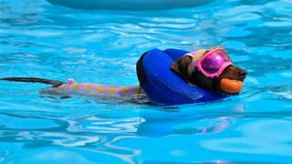 Ein Hund schwimmt mit Schwimmbrille und Badeanzug in einem behelfsmäßigen Schwimmbad. Zur Abkühlung während der Hitzewelle findet dort eine Veranstaltung für Hunde und Hundebesitzer statt.