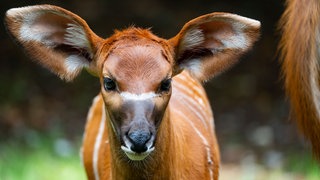 Ab sofort ist das Jungtier der Bongos auf seiner Außenanlage zu sehen.