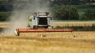 Ein Mähdrescher ist auf einem Feld unterwegs.