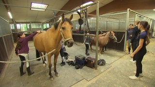 Schulpferd Chupede steht am Putzplatz: Gleich lernen Kinder im Reiterverein Waiblingen auf ihm reiten.