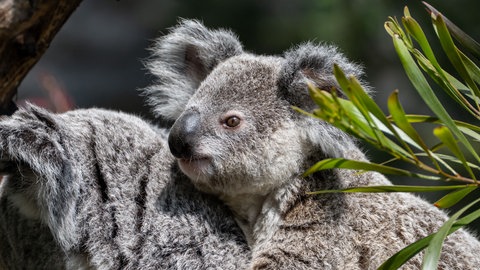 Der Koala Borobi aus der Wilhelma in Stuttgart ist tot.