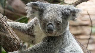 Das Foto zeigt Koala-Bärin Scarborough aus der Wilhelma in Stuttgart. Sie musste wegen einer Anämie eingeschläfert werden .