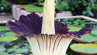 Die Titanenwurz in voller Blüte
