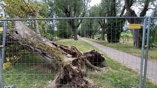 Die Pappelallee in Hohenheim ist derzeit gesperrt.