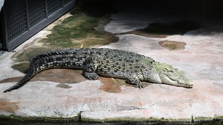 Ein Leistenkrokodil mit dem Namen "Tong" liegt in seinem Gehege in der Stuttgarter Wilhelma.