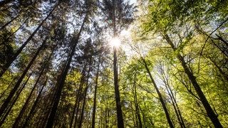 Sonne satt, der Wald durstet