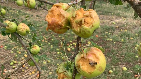 von Unwetter getroffene Obstbäume
