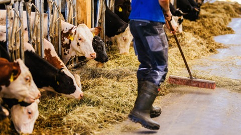 Ein Landwirt kehrt mit einem Besen im Stall (Symbolbild). Wenn Bauern und Bäuerinnen vor Heruasforderungen stehen, helfen Vertrauenspersonen in Baden-Württemberg aus der Krise.