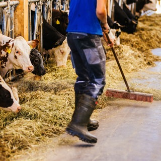 Ein Landwirt kehrt mit einem Besen im Stall (Symbolbild). Wenn Bauern und Bäuerinnen vor Heruasforderungen stehen, helfen Vertrauenspersonen in Baden-Württemberg aus der Krise.