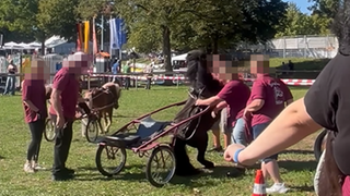 PETA hat eine Aufnahme veröffentlicht, in der ein Pony vor einer Kutsche steigt. Das Bild soll Anfang September auf dem Bietigheimer Pferdemarkt entstanden sein. 