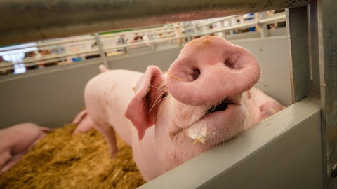 Ein Schwein schaut in einer Halle des 100. Landwirtschaftlichen Hauptfests (LWH) auf dem Cannstatter Wasen neugierig in die Kamera.