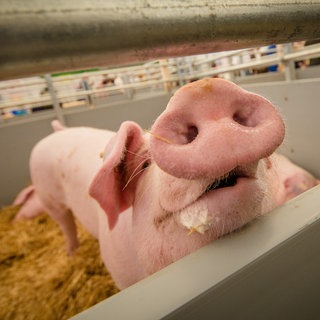 Ein Schwein schaut in einer Halle des 100. Landwirtschaftlichen Hauptfests (LWH) auf dem Cannstatter Wasen neugierig in die Kamera.