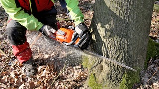 In Schorndorf müssen infolge von Klimawandel und Hochwasserschäden 1.000 Bäume gefällt werden - gut fünf mal mehr als in einem Jahr sonst üblich sind. (Symbolbild)