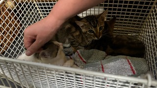 Drei Katzen in einem Käfig und eine Hand, die ein Tier streichelt: Ein Verein kastriert jedes Wochenende verwilderte Katzen auf der Schwäbischen Alb.