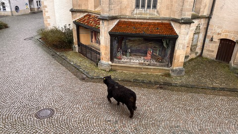 Bulle trabt an Rottenburger Kirche St. Moriz vorbei. Das Tier war am Mittwochmorgen aus dem Schlachthof ausgebüxt. (Privatfoto)