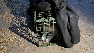 Eine Katze in einer Falle. Die Katzen werden auf dem Bauernhof in Eningen unter Achalm in Gitterkäfigen gefangen und dann in Transportboxen umgeladen. Danach werden sie behandelt, geimpft und kastriert.