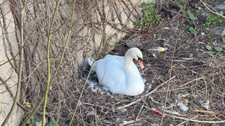 Ein Schwann sitzt auf seinem Nest um die Eier auszubrüten. Daneben liegen eine leere Schachtel Zigaretten und eine alte Dose. 