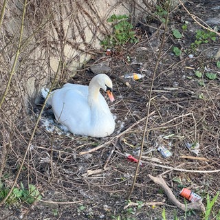 Ein Schwann sitzt auf seinem Nest um die Eier auszubrüten. Daneben liegen eine leere Schachtel Zigaretten und eine alte Dose. 