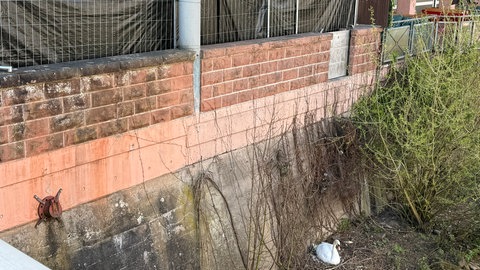 Ein Schwan brütet am Ufer der Nagold. Die Bauzäune über der Mauer schützen das Nest vor Müll.