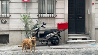 Ein einsamer Hund steht auf einer Straße. (Symbolbild)