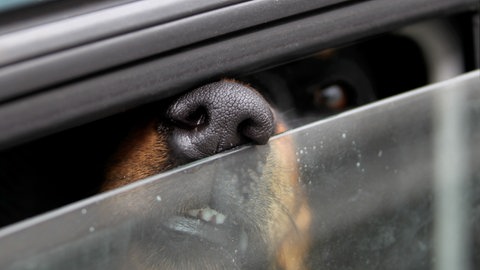 Symbolbild: Die Schnauze eines Hundes schnüffelt an einem kleinen Spalt am Autofenster nach Luft. Bei der Nagoldtalsperre wurden zwei Hunde bei Hitze im Auto zurückgelassen.