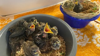 Jungvögel reißen ihre Mäuler auf und schreien nach Futter. Das NABU-Vogelschutzzentrum in Mössingen ist inzwischen so voll, dass es einen Aufnahmestopp verhängt hat.