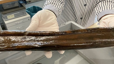 Ein in Wasser getränktes Stück Holz aus der Keltenzeit. Was die Kelten damit anstellten, ist bisher nicht klar. 