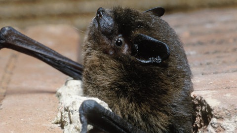 Zwergfledermaus in einem Spalt einer Mauer. Darin verkriechen sich Fledermäuse gern. Sie verirren sich aber auch oft im Sommer in Zimmern, wenn die Rollläden offen sind.