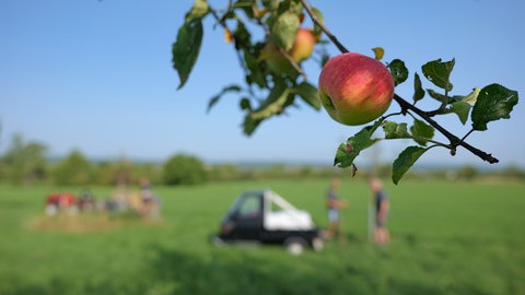 Erste reife Äpfel hängen am Baum auf einer Streuobstwiese in Mössingen. Die Männer vom Obst- und Gartenbauverein versorgen die Pflanzen mit Wasser.