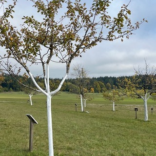 Eine Obstwiese des Obst- und Gartenbauvereins Onstmettingen im Zollernalbkreis ist beklaut worden. Alle Äpfel sind weg.